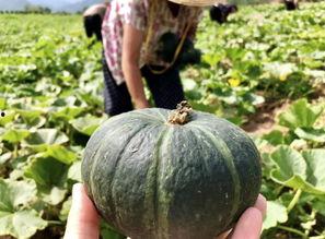 新瓜最新爆料网红蔡二哥,揭秘网红背后的惊人真相